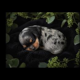 Primrose - Merle female Cavapoo puppy in Battle Lake, Minnesota from Panda Puppies
