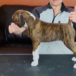 Boxer Puppies from Fineview Boxers