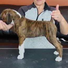 Boxer Puppies from Fineview Boxers