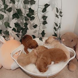 Goldendoodle Puppies from Wesley Doodles