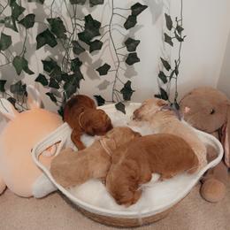 Goldendoodle Puppies from Wesley Doodles