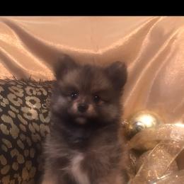 Pomeranian Puppies from Regal Poms