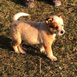 Australian Cattle Dogs from Side Kix Australian Cattle Dogs