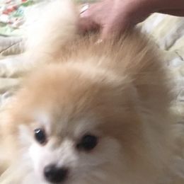 Pomeranians from Pom Family