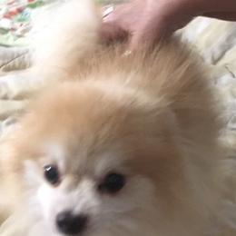 Pomeranians from Pom Family