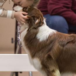 Australian Shepherds and Great Danes from Red Cloud Australian Shepherds and DeGray Great Danes & Bulldogs