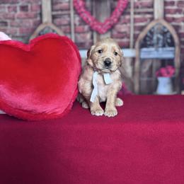 Faith - Golden female Golden Retriever puppy in Piedmont, South Carolina from The Farm at Saluda Ridge