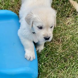 Golden Retriever and Jack Russell Terrier Puppies from Shelby Burleson's Golden Retrievers and Jack Russell Terriers