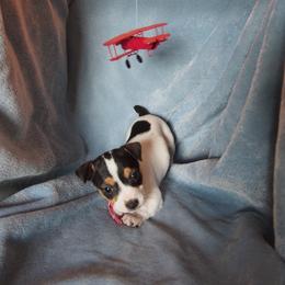 Bessie - Black and white female Teddy Roosevelt Terrier puppy in Carpenter, Wyoming from Wabbitfire Teddy Roosevelt Terriers
