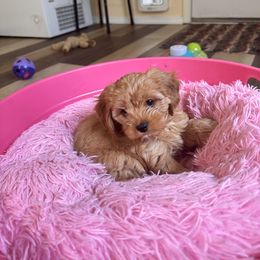 Cavalier King Charles Spaniel and Cavapoo Puppies from PJE Cavs and Poos
