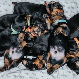 Doberman Pinscher Puppies from Defensive Dobermans