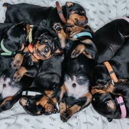 Doberman Pinscher Puppies from Defensive Dobermans