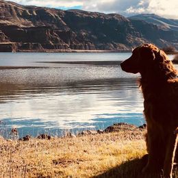 Golden Retriever All Grown Up from Trisha Ferris' Golden Retrievers