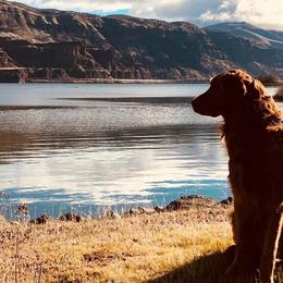 Golden Retriever All Grown Up from Trisha Ferris' Golden Retrievers