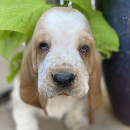 Cotton- Male - Basset Hound puppy from Savage Sisters Basset Hounds