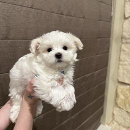 Billy - White and tan male Maltese puppy in Amarillo, Texas from A Town Maltese