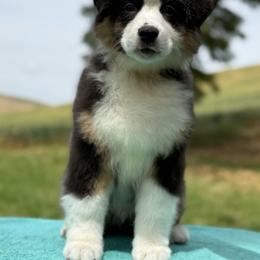 Macadamia - Black tri-color male Australian Shepherd puppy in Touchet, Washington from Northwest Rainbow Aussies and Golden Retrievers