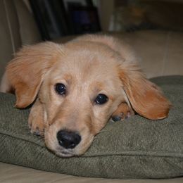 Golden Retrievers from Cascade Mountain Goldens