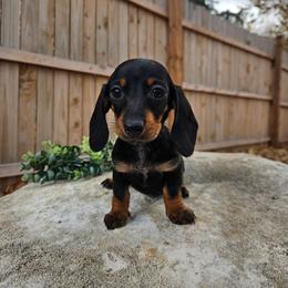 Myla 3200 - Black and tan female Dachshund puppy in Anaconda, Montana from Montana Country Dachshunds