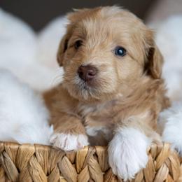 Buttercup - Apricot male Schnoodle puppy in Grove, Oklahoma from Grand Lake Poodles & Doodles
