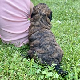 Goldendoodle Puppies from Truly More Doodles
