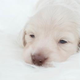 Dachshund Puppies from Dreamheart Dachshunds