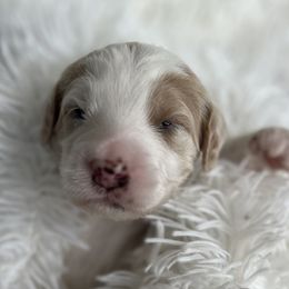 Aussiedoodle, Goldendoodle, and Poodle Puppies from Designer Doodles