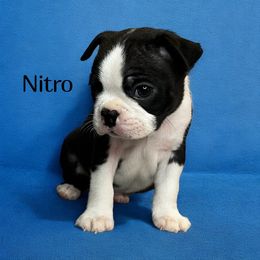 AKC Nitro - Black and white male Boston Terrier puppy in Galena, Kansas from RottNBostons