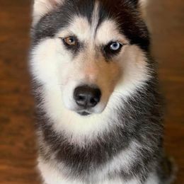 Siberian Husky All Grown Up from Humorous Huskies