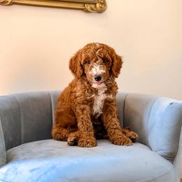 Andy - Red  male Goldendoodle puppy in Lakeland, Florida from Rolling Oak Doodles
