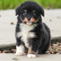 Moana - Black tri female Miniature American Shepherd puppy in San Benito, Texas from Vaquera's Miniature American Shepherds