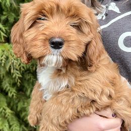 "Molly " Goldendoodle Puppies from Homestead Doodles