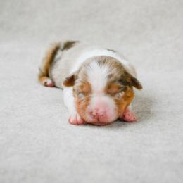 Sage - Red merle female Australian Shepherd puppy in Aberdeen, North Carolina from Huckleberry Hill Aussies LLC.