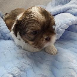 Ross - Liver and white male Shih Tzu puppy in Buffalo, New York from Shih Tzu's by Jen