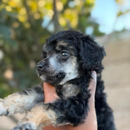 Lumiere - Brindle female Poodle puppy in Corona, California from Garden Of Poodles