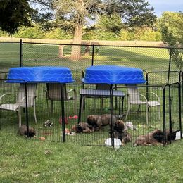 Leonberger Puppies from Leonberger Puppies at Harris Acres