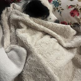 Australian Shepherd Puppies from Oliver Ohana Aussies
