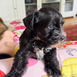 Cabernet Black Tux - Black male Miniature Schnauzer puppy in Temple, Texas from Schnauzers Of Taylor