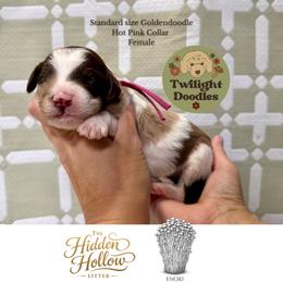 Enoki - Hot Pink Collar - Merle female Goldendoodle puppy in Garland, Texas from Twilight Doodles