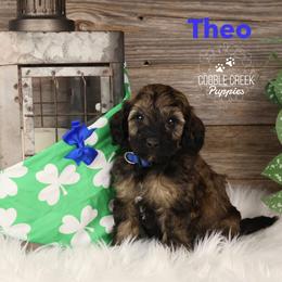 Theo - Sable male Bernedoodle puppy in Heyworth, Illinois from Cobble Creek Puppies