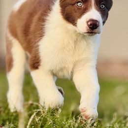 #7 - BOY - Border Collie puppy from MOR. Caliber Border Collies