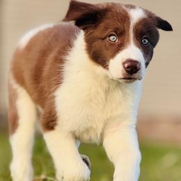 #7 - BOY - Border Collie puppy from MOR. Caliber Border Collies