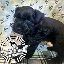 Purple Collar - Black female Miniature Schnauzer puppy in Conroe, Texas from Wowzers Mini Schnauzers