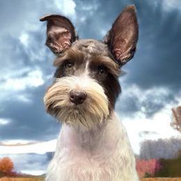 Ace - Miniature Schnauzer