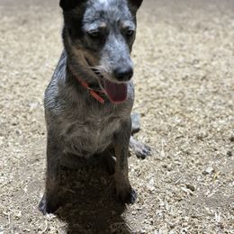 Patsy - Australian Cattle Dog