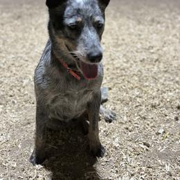 Patsy - Australian Cattle Dog