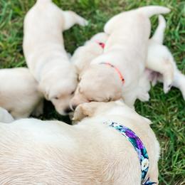 Dilute Retriever Puppies from Weathervane Labs