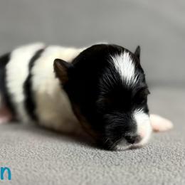 Austin - Black tan and white male Biewer Terrier puppy in Cartersville, Georgia from Alpha Tiny Paws