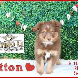 Sutton - Red tri male Miniature Australian Shepherd puppy in Madisonville, Texas from Flying LL Aussies