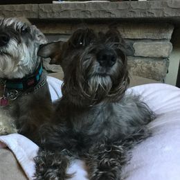 Trudy - Miniature Schnauzer